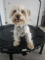 Tiffany Grace, a female Yorkshire Terrier for sale in Glendale, AZ – 4 of 10