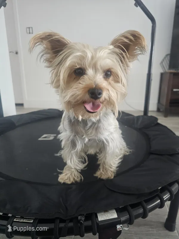 Tiffany Grace – Yorkshire Terrier puppy for sale in Glendale, AZ