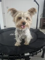 Tiffany Grace, a female Yorkshire Terrier for sale in Glendale, AZ – 1 of 10