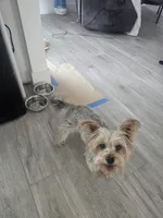 Tiffany Grace, a female Yorkshire Terrier for sale in Glendale, AZ – 8 of 10