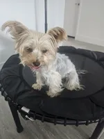 Tiffany Grace, a female Yorkshire Terrier for sale in Glendale, AZ – 5 of 10