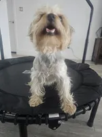 Tiffany Grace, a female Yorkshire Terrier for sale in Glendale, AZ – 7 of 10
