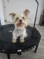 Tiffany Grace, a female Yorkshire Terrier for sale in Glendale, AZ – 3 of 10