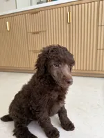 Robin , a female Poodle - Miniature  for sale in San Antonio, FL – 4 of 5