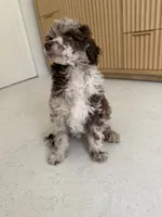 Starling , a female Poodle - Miniature  for sale in San Antonio, FL – 4 of 5