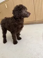 Robin , a female Poodle - Miniature  for sale in San Antonio, FL – 5 of 5
