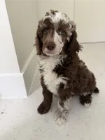 Finch, a male Poodle - Miniature  for sale in San Antonio, FL – 3 of 6