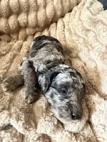 Blue Jay , a male Poodle - Miniature  for sale in San Antonio, FL – Photo 7 of 8