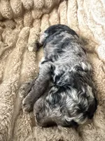 Blue Jay , a male Poodle - Miniature  for sale in San Antonio, FL – Photo 4 of 8