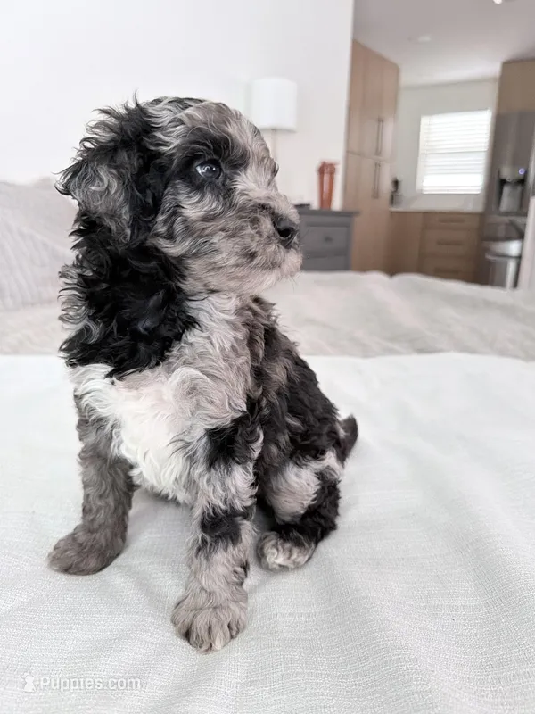 Blue Jay  – Poodle - Miniature  puppy for sale in San Antonio, FL