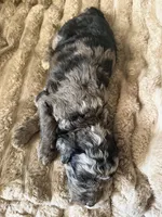 Blue Jay , a male Poodle - Miniature  for sale in San Antonio, FL – Photo 8 of 8