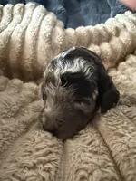 Blue Jay , a male Poodle - Miniature  for sale in San Antonio, FL – Photo 2 of 8