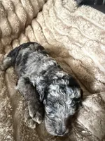 Blue Jay , a male Poodle - Miniature  for sale in San Antonio, FL – Photo 6 of 8