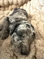 Blue Jay , a male Poodle - Miniature  for sale in San Antonio, FL – Photo 3 of 8