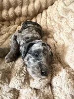 Blue Jay , a male Poodle - Miniature  for sale in San Antonio, FL – Photo 5 of 8