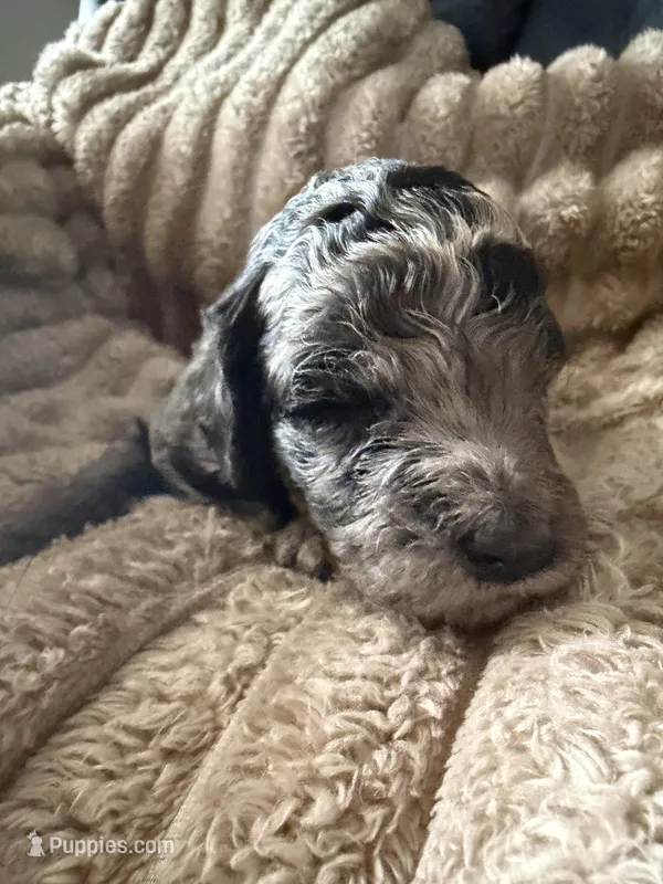 Blue Jay  – Poodle - Miniature  puppy for sale in San Antonio, FL