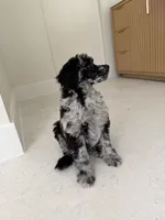Raven , a female Poodle - Miniature  for sale in San Antonio, FL – 5 of 6