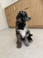 Blue Jay , a male Poodle - Miniature  for sale in San Antonio, FL – 4 of 6