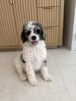 Goose, a male Poodle - Miniature  for sale in San Antonio, FL – 5 of 6