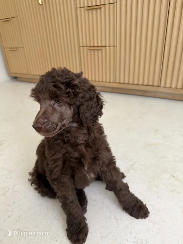 Robin  – Poodle - Miniature  puppy for sale in San Antonio, FL