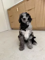 Blue Jay , a male Poodle - Miniature  for sale in San Antonio, FL – 6 of 6