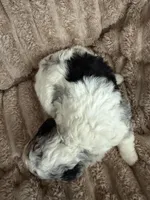 Goose, a male Poodle - Miniature  for sale in San Antonio, FL – Photo 2 of 6