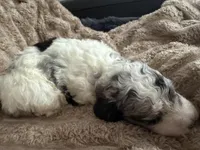 Goose, a male Poodle - Miniature  for sale in San Antonio, FL – Photo 4 of 6