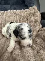 Goose, a male Poodle - Miniature  for sale in San Antonio, FL – Photo 3 of 6