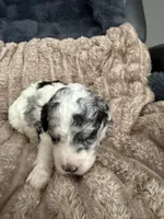 Goose, a male Poodle - Miniature  for sale in San Antonio, FL – Photo 5 of 6