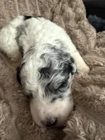 Goose, a male Poodle - Miniature  for sale in San Antonio, FL – Photo 1 of 6