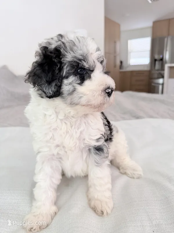 Goose – Poodle - Miniature  puppy for sale in San Antonio, FL
