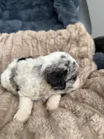 Goose, a male Poodle - Miniature  for sale in San Antonio, FL – Photo 6 of 6