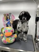 Raven, a female Poodle - Miniature  and Poodle - Standard  for sale in San Antonio, FL – 2 of 2