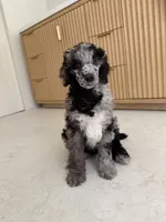 Blue Jay , a male Poodle - Miniature  for sale in San Antonio, FL – 5 of 6