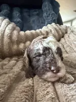 Finch , a male Poodle - Miniature  for sale in San Antonio, FL – Photo 5 of 7