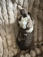 Finch , a male Poodle - Miniature  for sale in San Antonio, FL – Photo 7 of 7