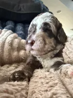 Finch , a male Poodle - Miniature  for sale in San Antonio, FL – Photo 4 of 7