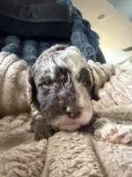 Finch , a male Poodle - Miniature  for sale in San Antonio, FL – Photo 6 of 7