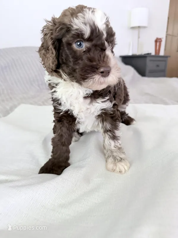 Finch  – Poodle - Miniature  puppy for sale in San Antonio, FL