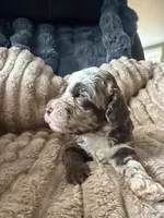 Finch , a male Poodle - Miniature  for sale in San Antonio, FL – Photo 2 of 7