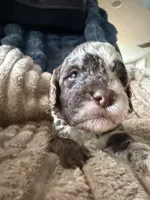 Finch , a male Poodle - Miniature  for sale in San Antonio, FL – Photo 3 of 7