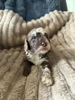 Finch , a male Poodle - Miniature  for sale in San Antonio, FL – Photo 1 of 7