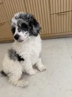 Goose, a male Poodle - Miniature  for sale in San Antonio, FL – 6 of 6
