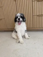 Goose, a male Poodle - Miniature  for sale in San Antonio, FL – 2 of 6