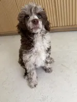 Starling , a female Poodle - Miniature  for sale in San Antonio, FL – 2 of 5