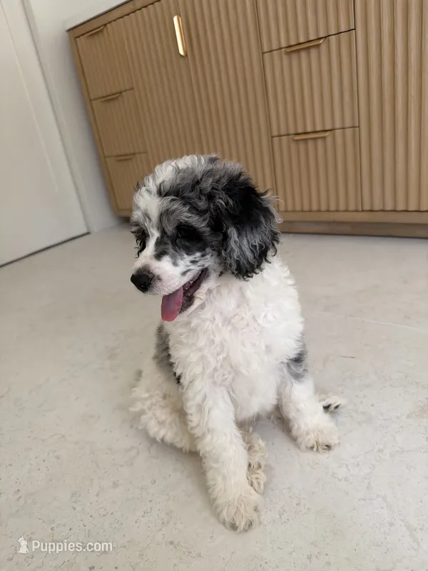 Goose – Poodle - Miniature  puppy for sale in San Antonio, FL