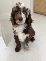 Finch, a male Poodle - Miniature  for sale in San Antonio, FL – 6 of 6