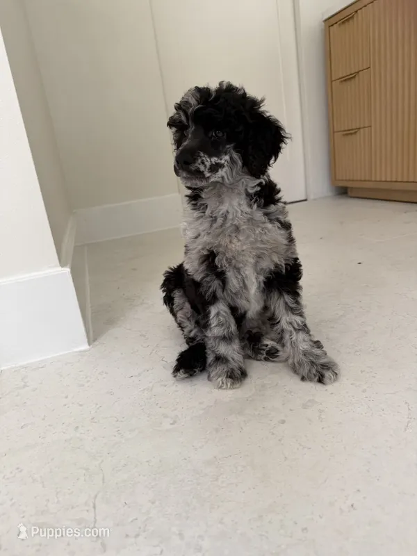 Raven  – Poodle - Miniature  puppy for sale in San Antonio, FL