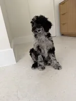 Raven , a female Poodle - Miniature  for sale in San Antonio, FL – 1 of 6