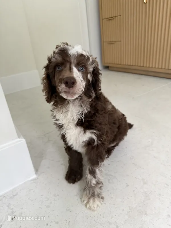 Finch – Poodle - Miniature  puppy for sale in San Antonio, FL